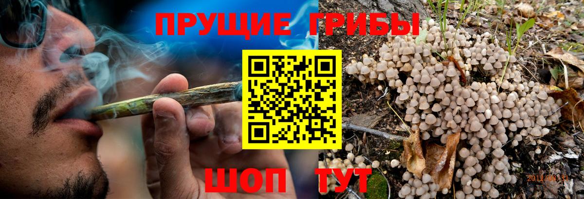 Галлюциногенные грибы Psilocybine cubensis Моршанск